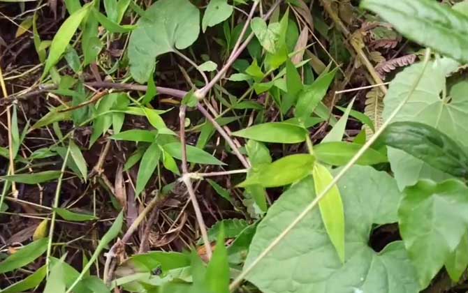 党参价格多少钱一斤