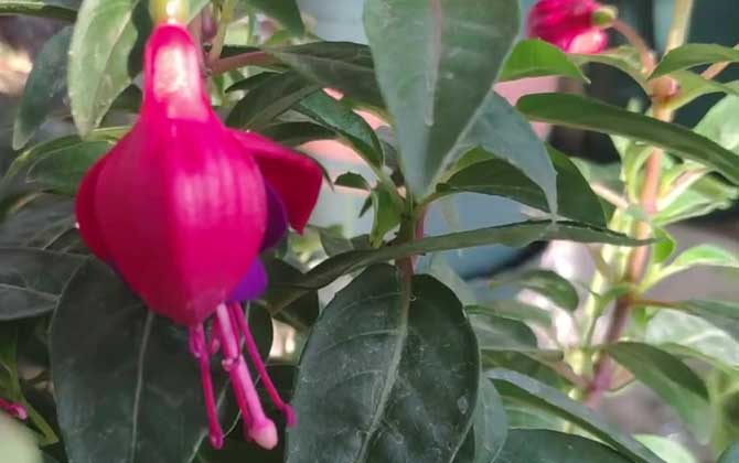 倒挂金钟怎么养才好