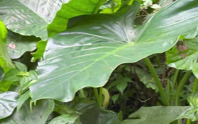 滴水观音有毒吗