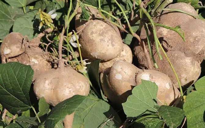 地瓜是什么植物