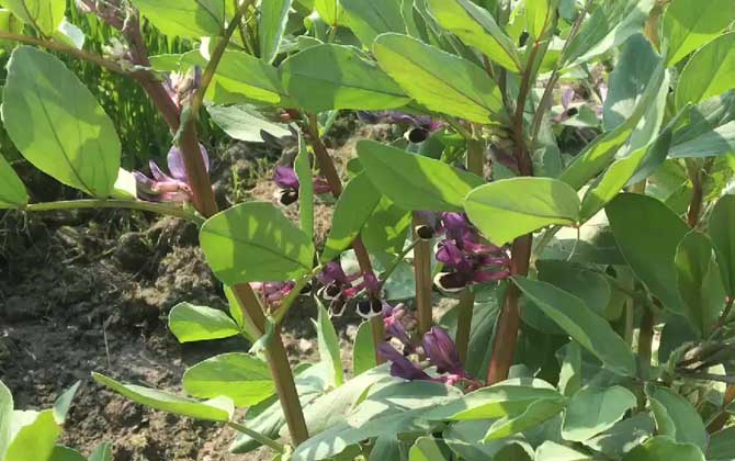 蚕豆是什么植物