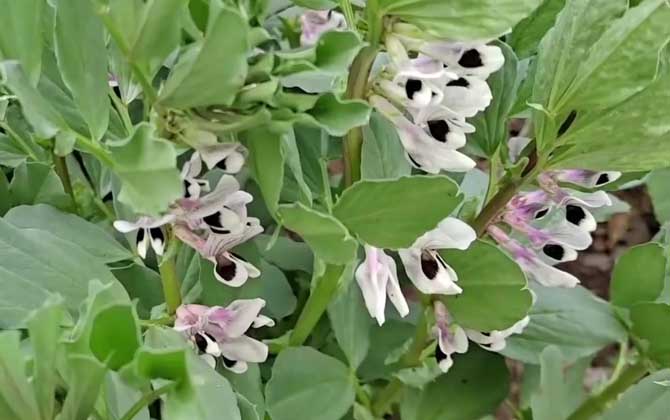 蚕豆什么时候开花