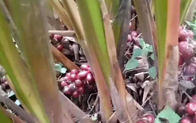 草果是什么植物