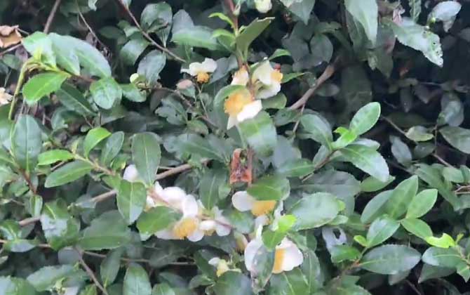 茶树发源地在哪里