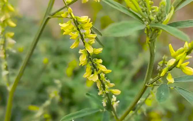 草木犀是什么植物