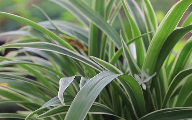 吊兰怎么养才能更旺盛