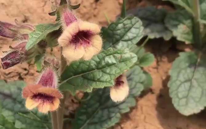 地黄价格多少钱一斤