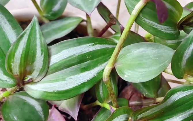 吊竹梅是什么植物