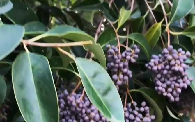 冬青是什么植物