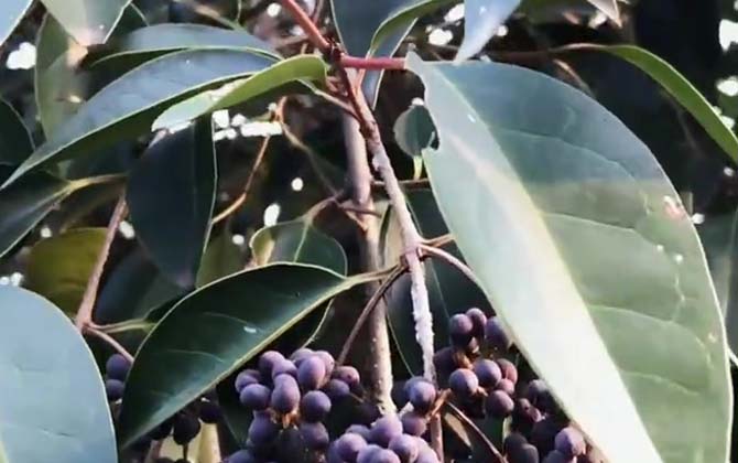 冬青树价格多少钱一棵