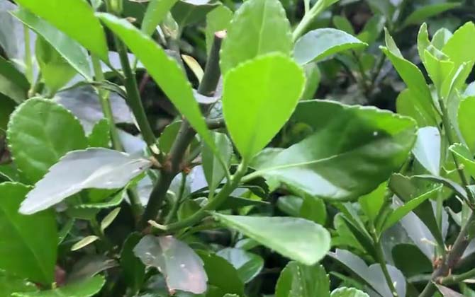 冬青卫矛是什么植物