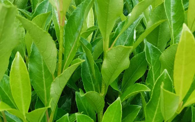 法国冬青是什么植物