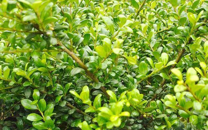 龟甲冬青是什么植物