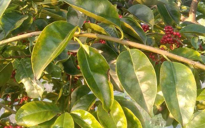 红果冬青是什么植物