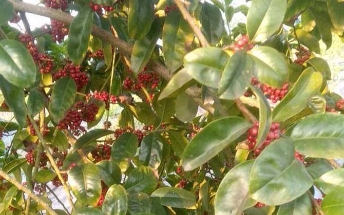 红果冬青
