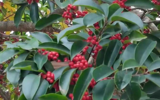 铁冬青是什么植物