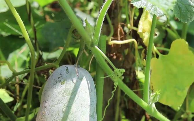 冬瓜是什么植物
