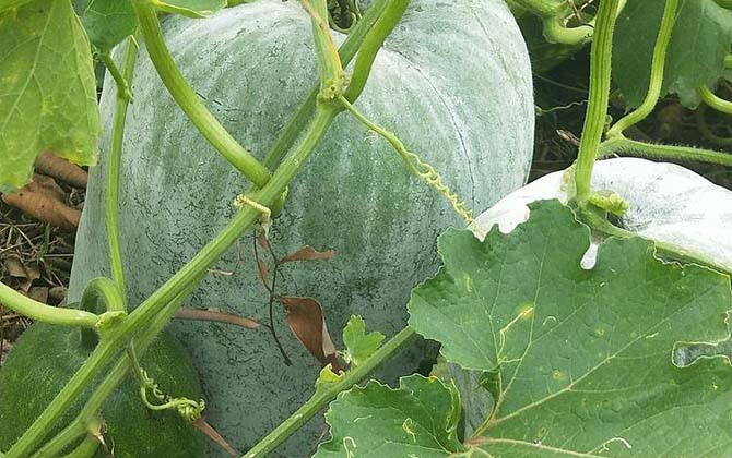 冬瓜价格多少钱一斤