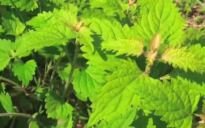 冬凌草是什么植物