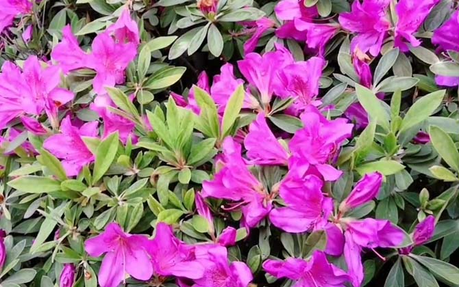 杜鹃花是什么植物