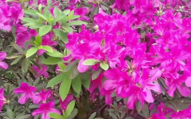 杜鹃花好养吗