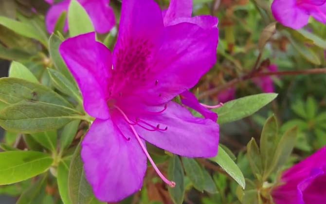 春鹃是什么植物