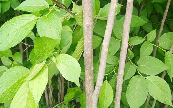 杜仲价格多少钱一斤