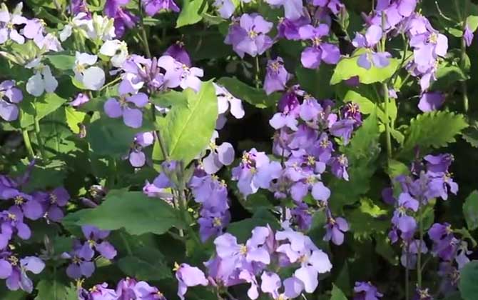 二月兰是什么植物