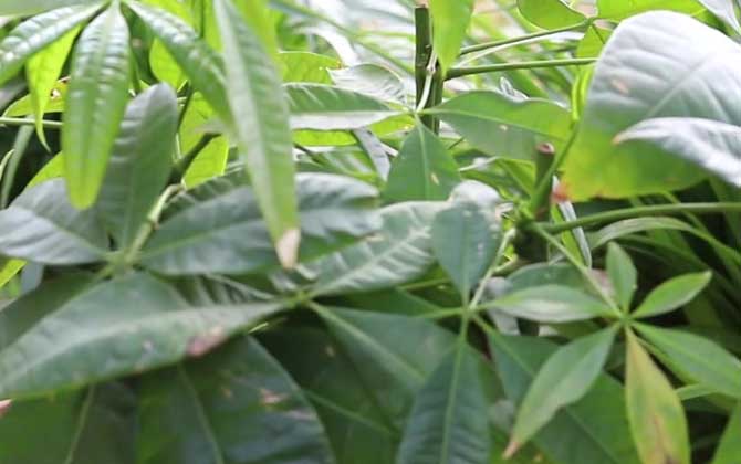 发财树是什么植物