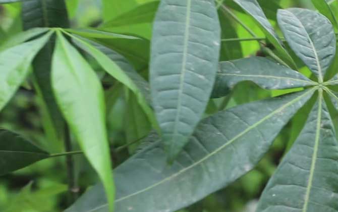 发财树叶子发黄干枯掉落什么原因