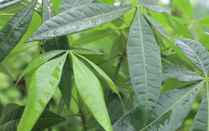 发财树怎么养才能更旺盛