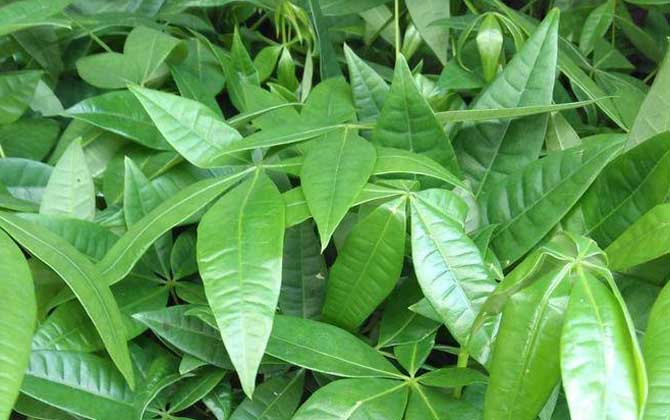 发财树价格多少钱一盆