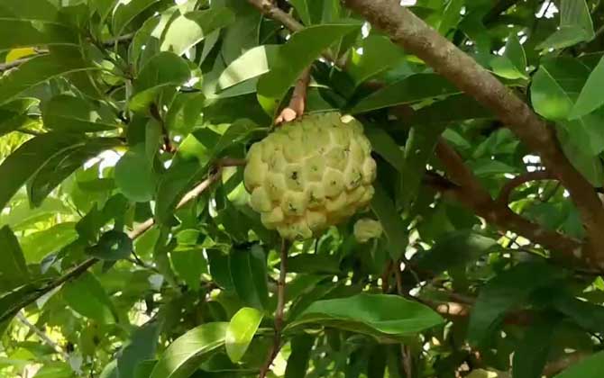 番荔枝是什么植物