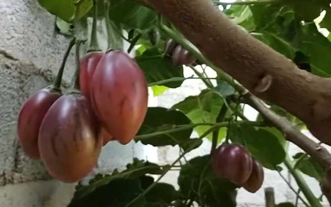 番茄树是什么植物