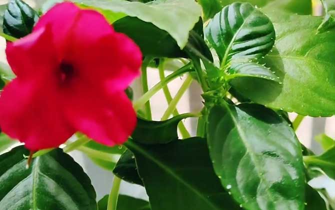 凤仙花怎么传播种子