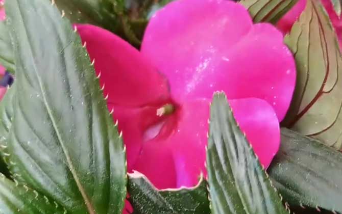 茶花凤仙是什么植物