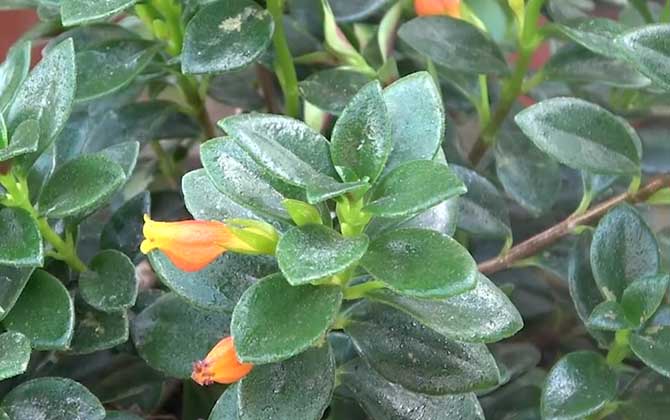 金鱼吊兰是什么植物