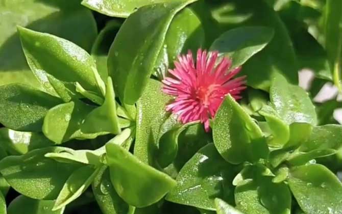 牡丹吊兰是什么植物