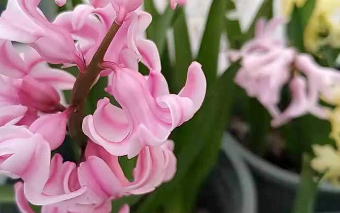 风信子怎么养才长得好