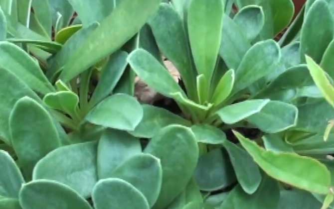 海芙蓉是什么植物