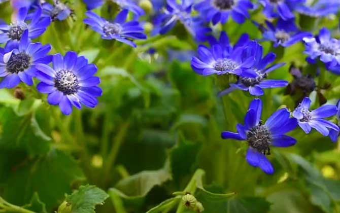 瓜叶菊是什么植物