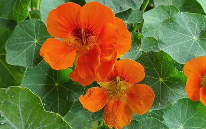 旱金莲是什么植物