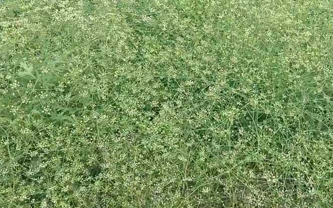 川防风是什么植物