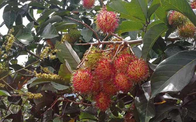 红毛丹是什么植物