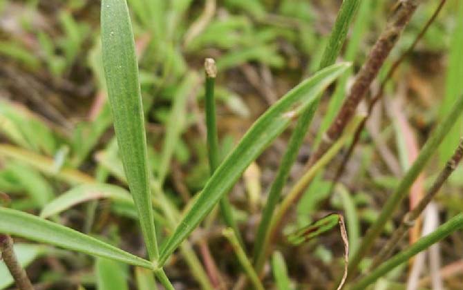 云防风是什么植物