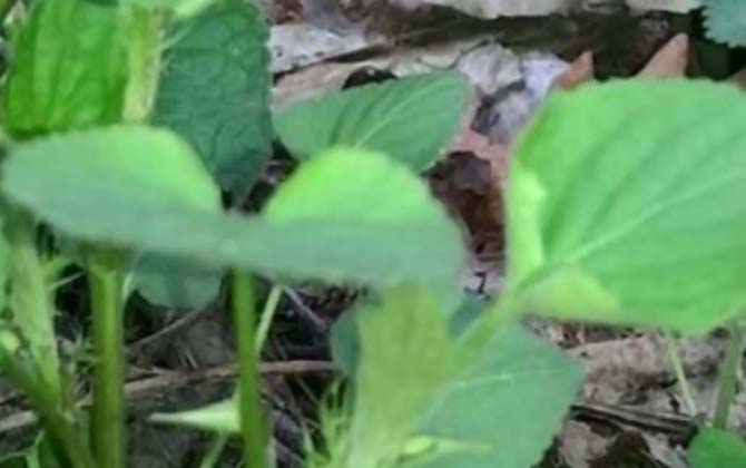 杏叶防风是什么植物