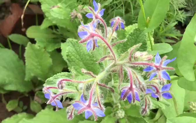 琉璃苣是什么植物