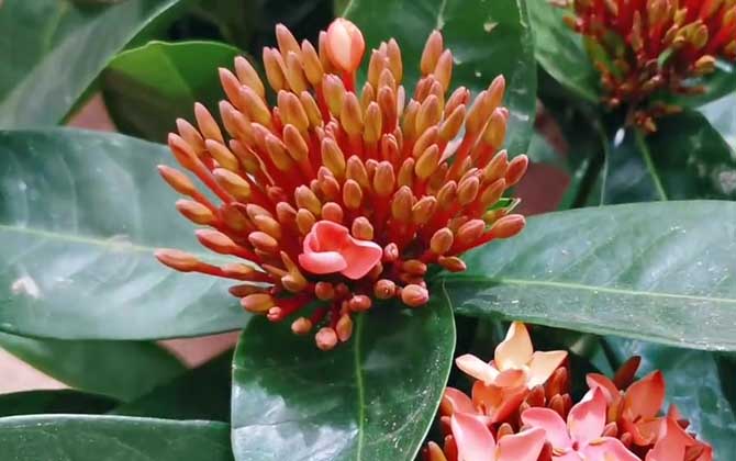 龙船花是什么植物