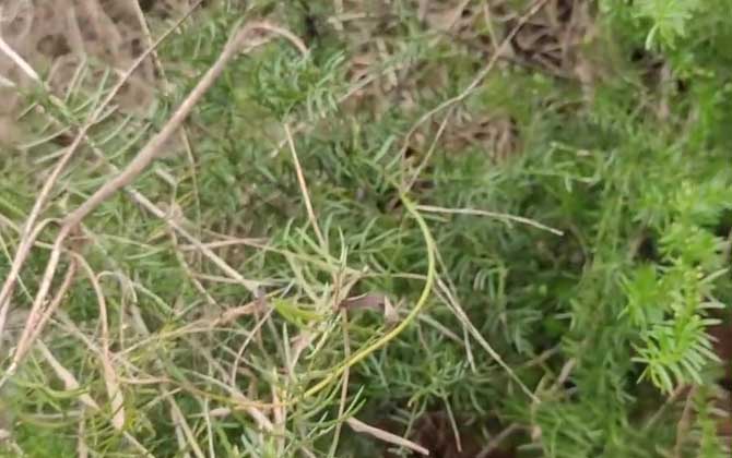 龙须菜是什么植物