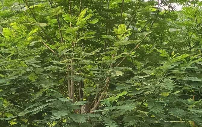 南洋楹是什么植物